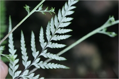 Pityrogramma calomelanos